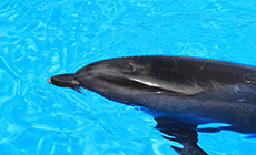 アクアワールド-大洗水族館-