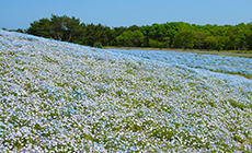 国営ひたち海浜公園